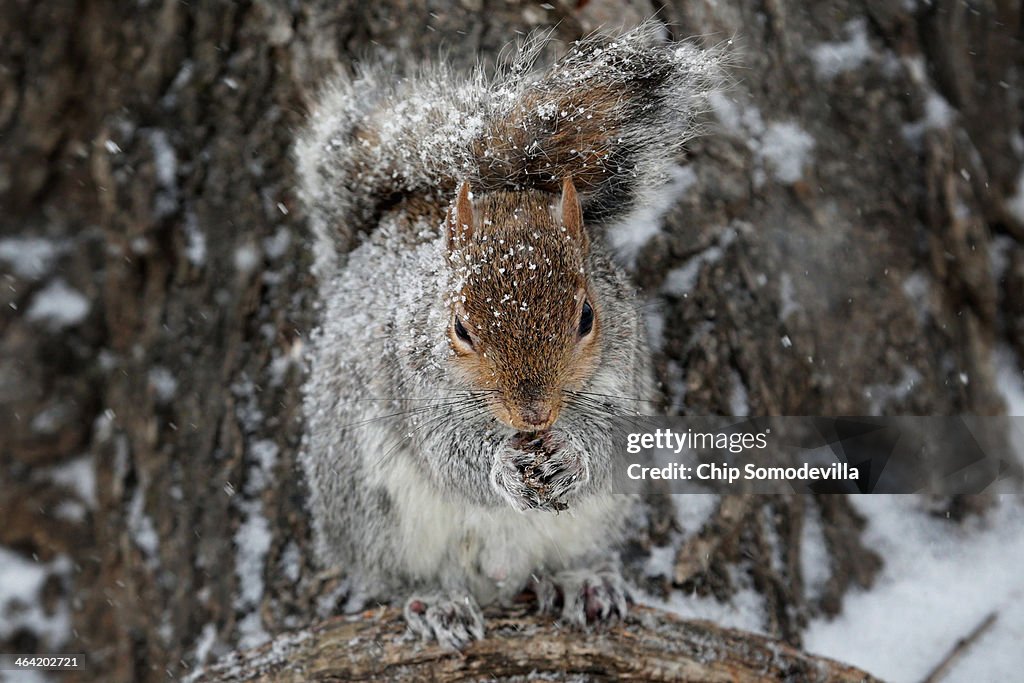 Strong Winter Storm Bears Down On Northeastern US