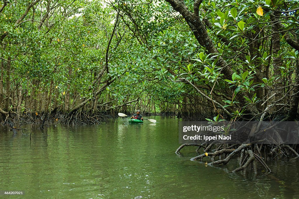 River kayaking in lush mangrove swamp, Okinawa