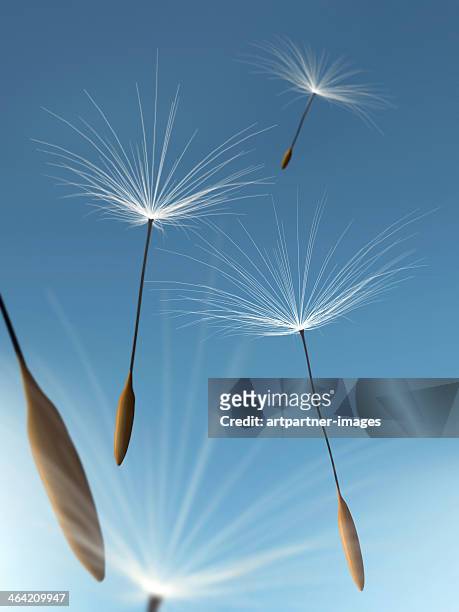 dandelion seeds flying in the blue sky - hayfever stockfoto's en -beelden
