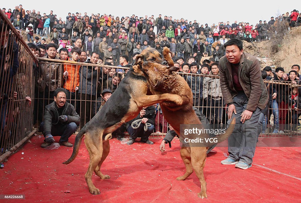 Dog Fighting Competitions Held In Yuncheng