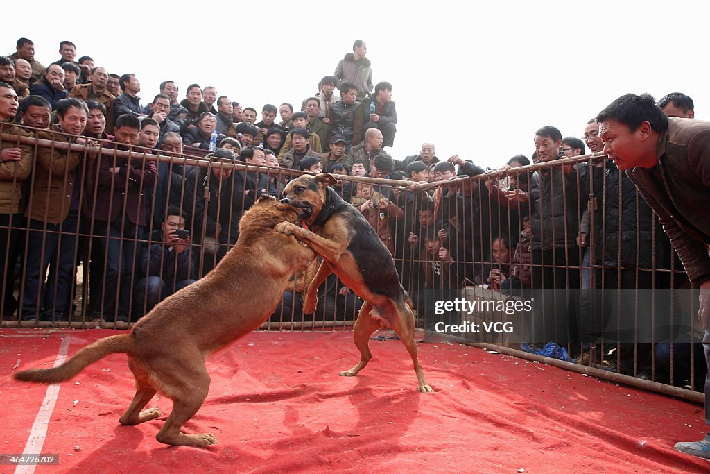 Dog Fighting Competitions Held In Yuncheng