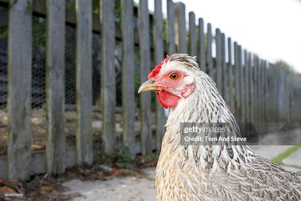 Fierce looking chicken in rustic farm