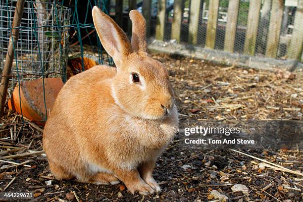 Large Rabbit Photos and Premium High Res Pictures - Getty Images
