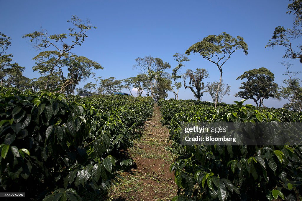 Coffee Producers Aim For Production Rebound After Fungus Devastated 2014 Crop