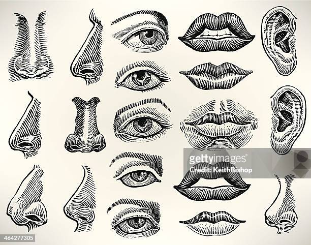 illustrazioni stock, clip art, cartoni animati e icone di tendenza di caratteristiche umano occhio, orecchio, naso e bocca, - naso