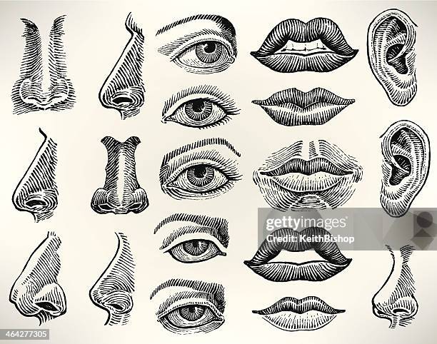 stockillustraties, clipart, cartoons en iconen met human features - eye, mouth, ear, nose - human nose