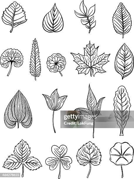 leaf collection in black and white - illustration - tree sketch stock illustrations