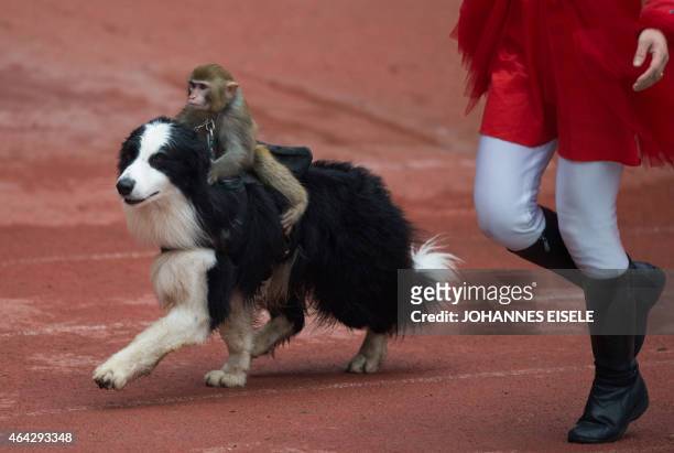 Monkey sits on a dog during a show at the Wild Animal Park, one of the main tourist attractions during the Chinese Lunar New Year holidays in...