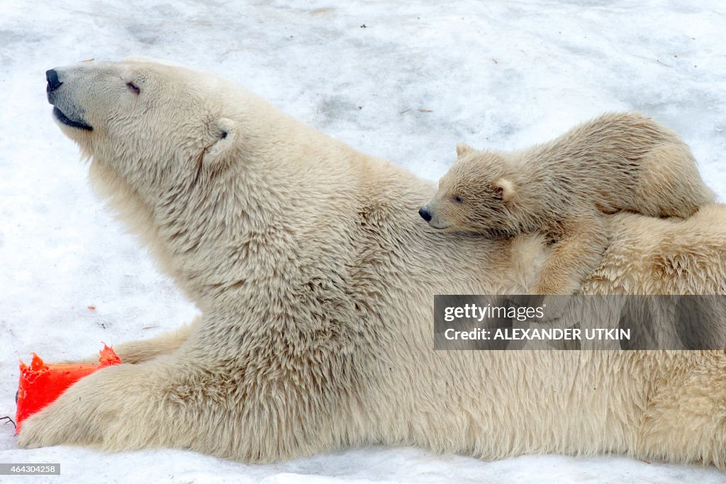 RUSSIA-ZOO-BEARS-FEATURE