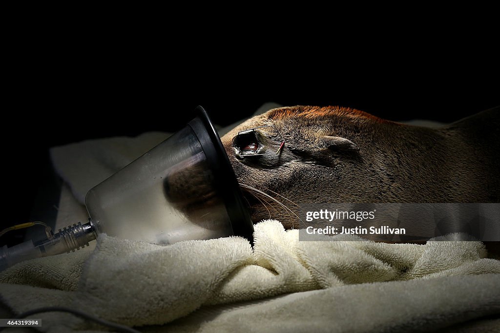 Starving Sea Lions Washing Up On California Beaches