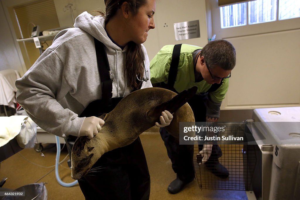 Starving Sea Lions Washing Up On California Beaches