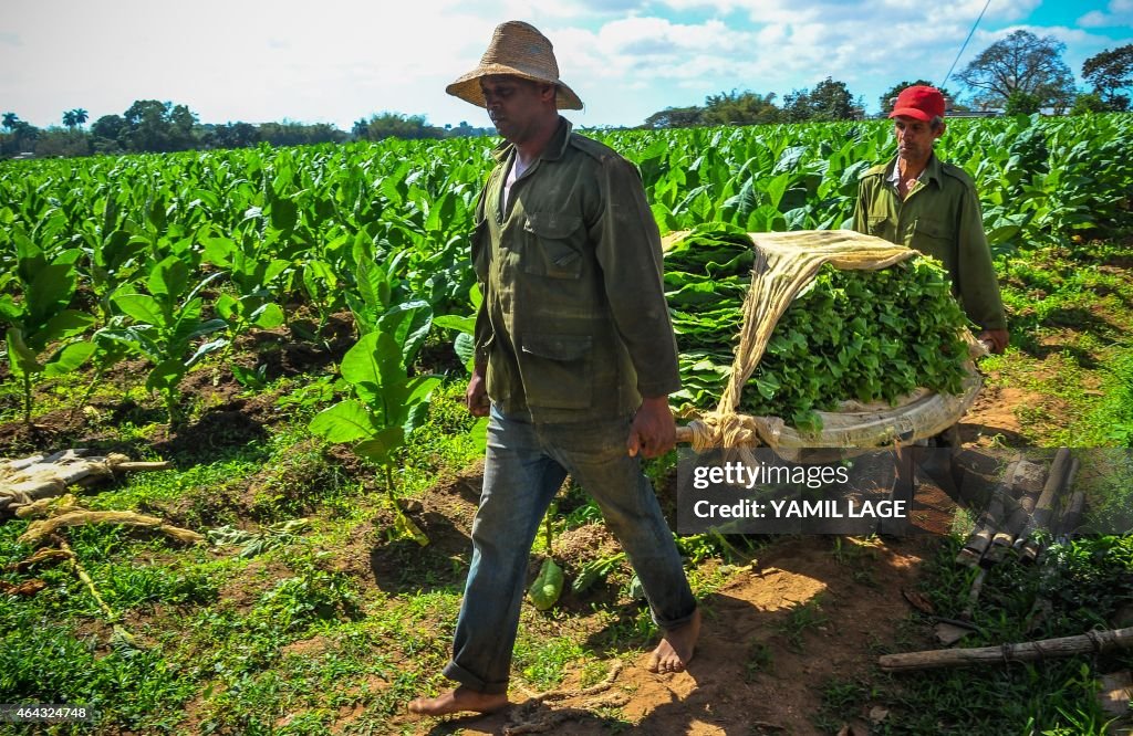 CUBA-CIGAR-FESTIVAL-LIFESTYLE-TOBACCO PLANTATION