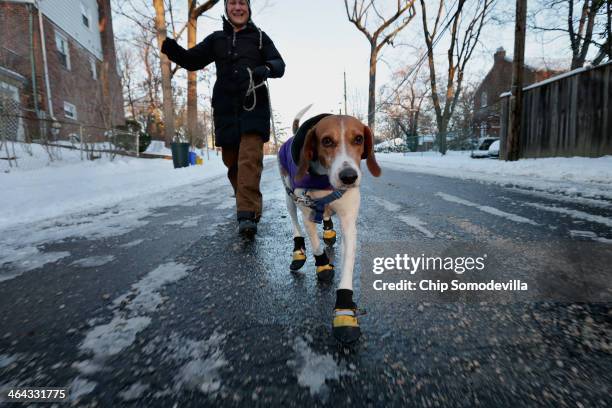 English foxhound 'Braxton' wears boots to protect his paws from ice melting chemicals during his morning walk as the temperature hovers in the...