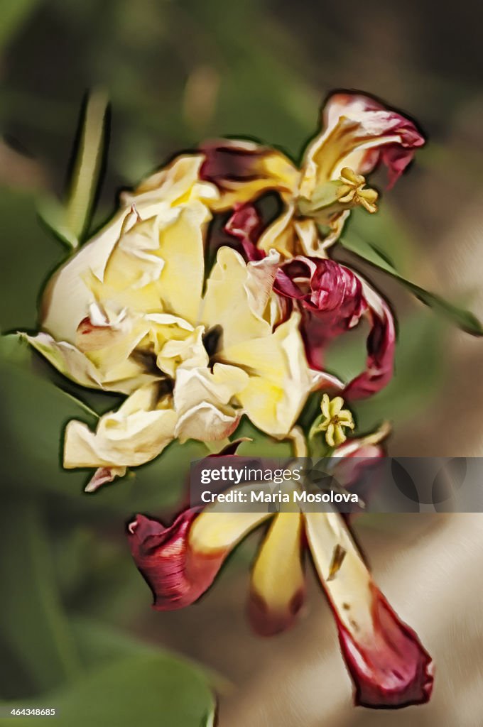 A Sketch of Ageing Tulip Trio