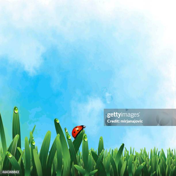 stockillustraties, clipart, cartoons en iconen met ladybug on green grass - coccinella