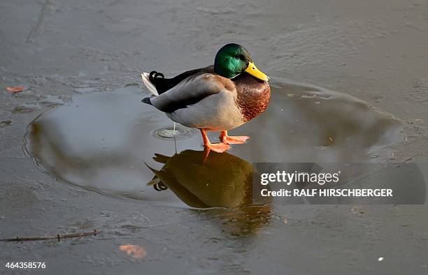 Duck stands on an ice sheet at the park of Sanssouci Palace in Potsdam near Berlin, eastern Germany, on February 25, 2015. AFP PHOTO / DPA / RALF...