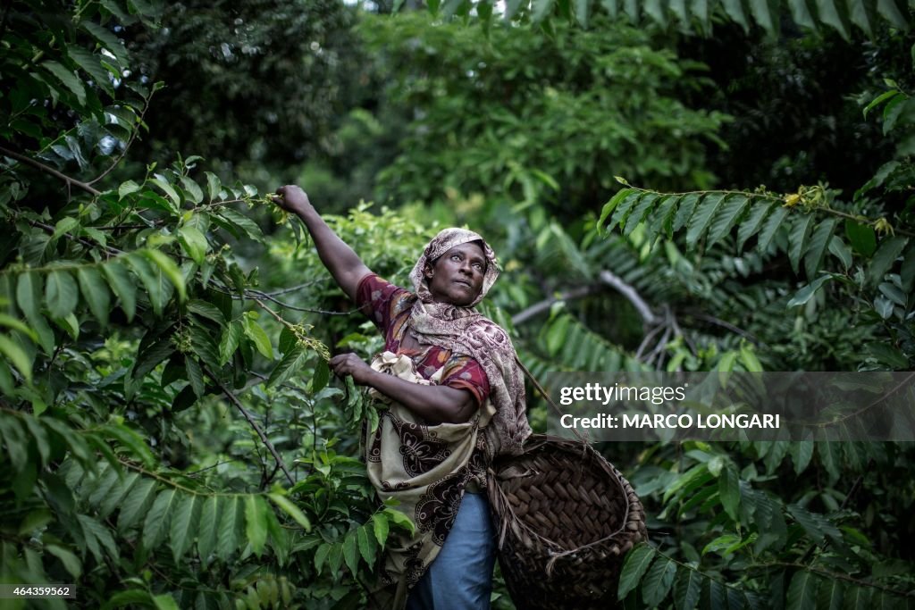 TOPSHOT-COMOROS-ECONOMY-YLANG-YLANG