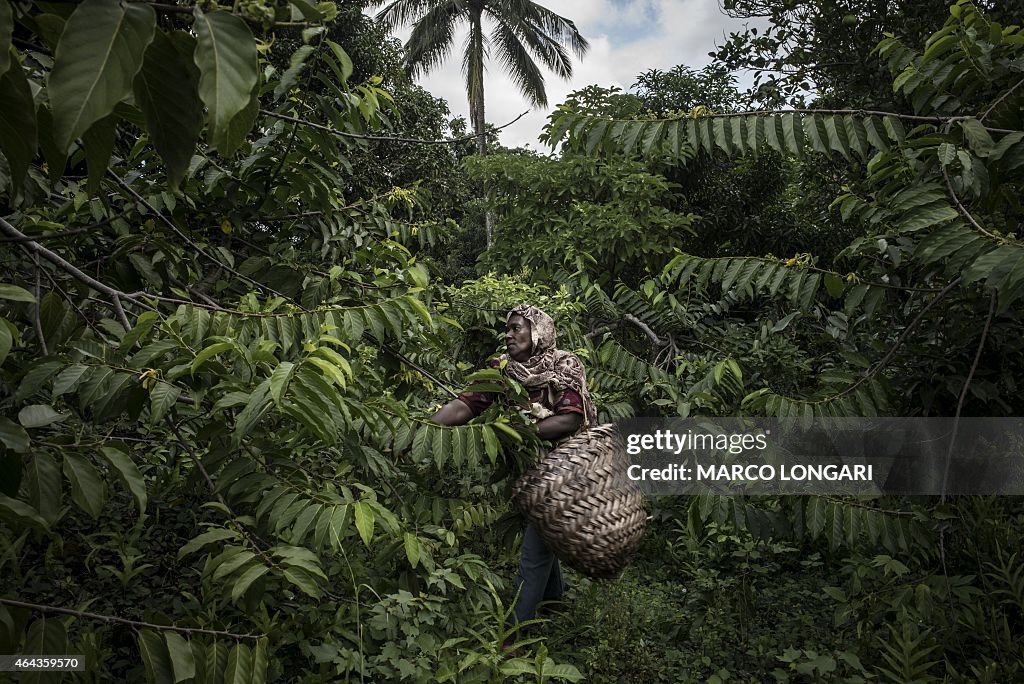COMOROS-ECONOMY-YLANG-YLANG