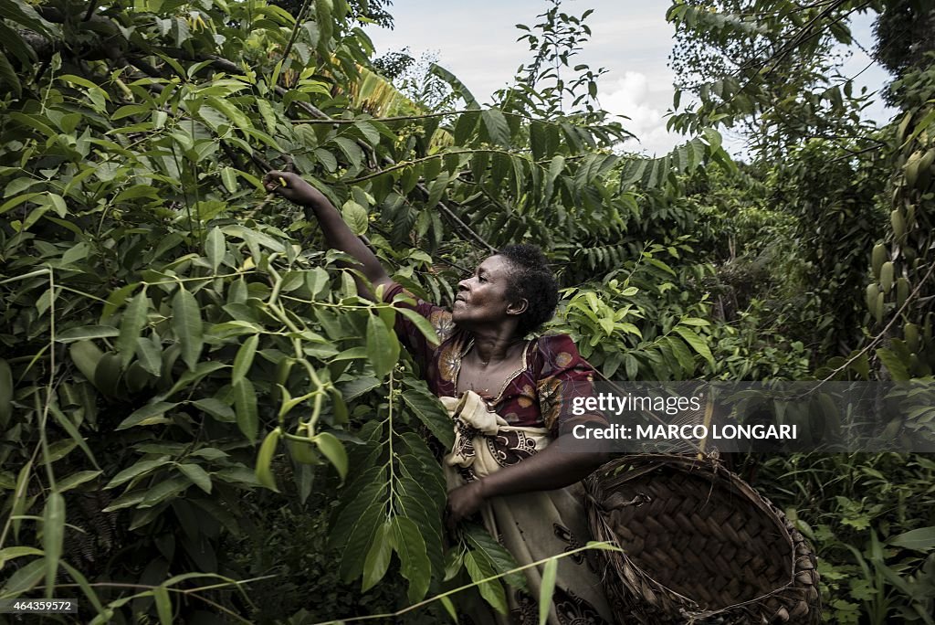 COMOROS-ECONOMY-YLANG-YLANG