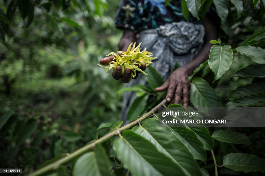 COMOROS-ECONOMY-YLANG-YLANG
