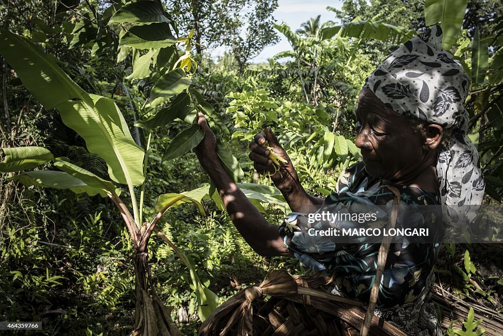 COMOROS-ECONOMY-YLANG-YLANG