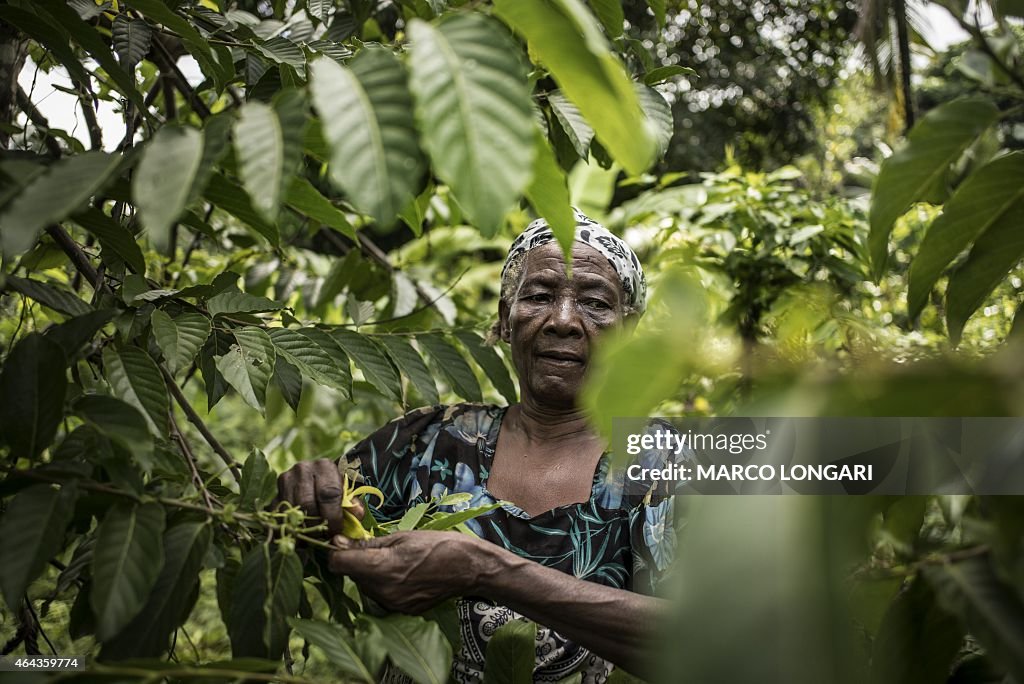 COMOROS-ECONOMY-YLANG-YLANG