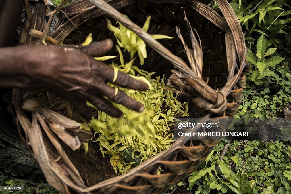 COMOROS-ECONOMY-YLANG-YLANG