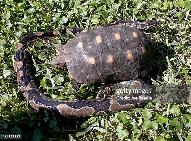 Tortoise Shell Ball Python Free Snake Photos and Premium High Res Pictures - Getty Images