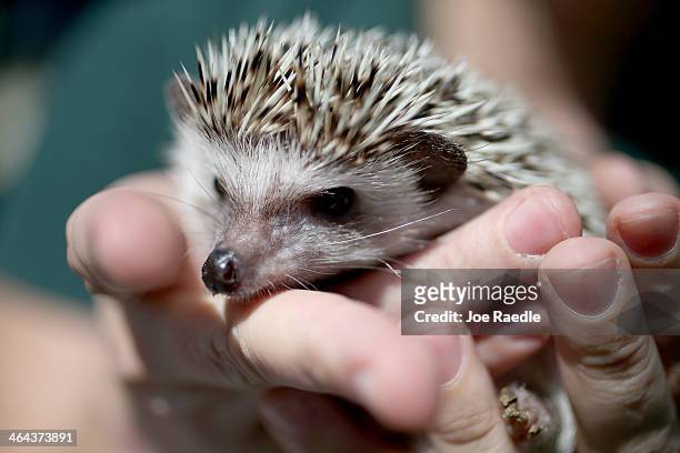Hedgehog is seen during a press conference by the Florida Fish and Wildlife Conservation Commission to encourage people who own exotic pets like the...