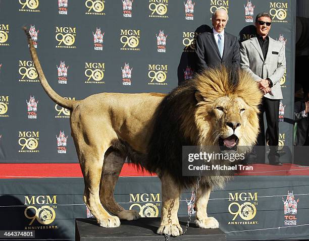 399 Mgm Lion Stock Photos, High-Res Pictures, and Images - Getty Images 399 Mgm Lion Stock Photos, High-Res Pictures, And Images - Getty Images