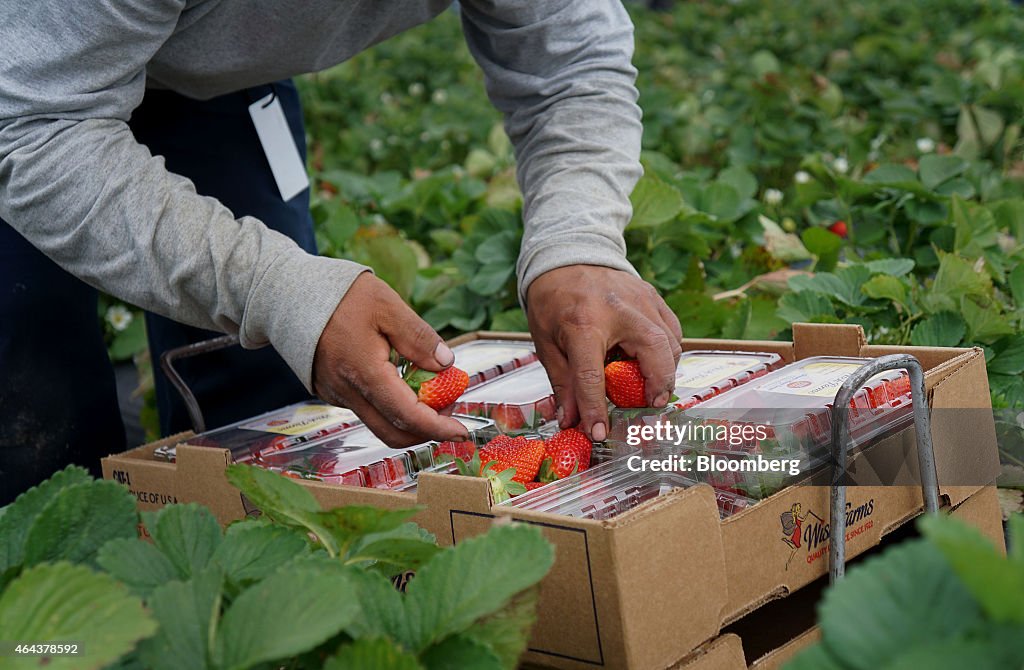 Annual Strawberry Harvest Brings Almost $ 1 Billion To Local Economy