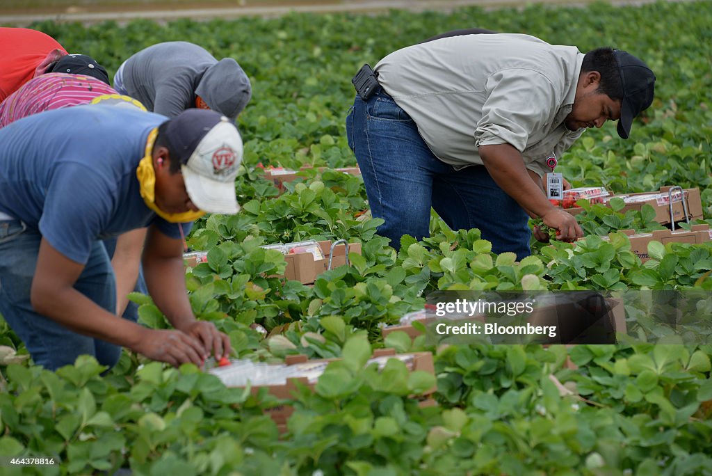 Annual Strawberry Harvest Brings Almost $ 1 Billion To Local Economy