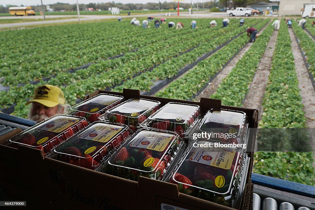 Annual Strawberry Harvest Brings Almost $ 1 Billion To Local Economy