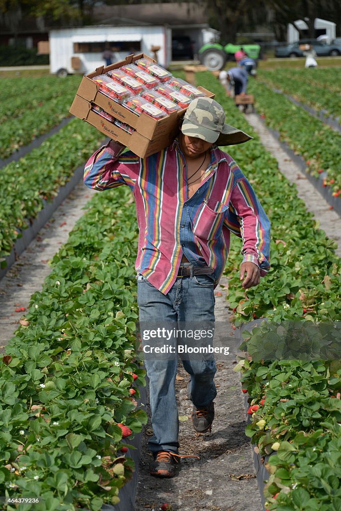 Annual Strawberry Harvest Brings Almost $ 1 Billion To Local Economy
