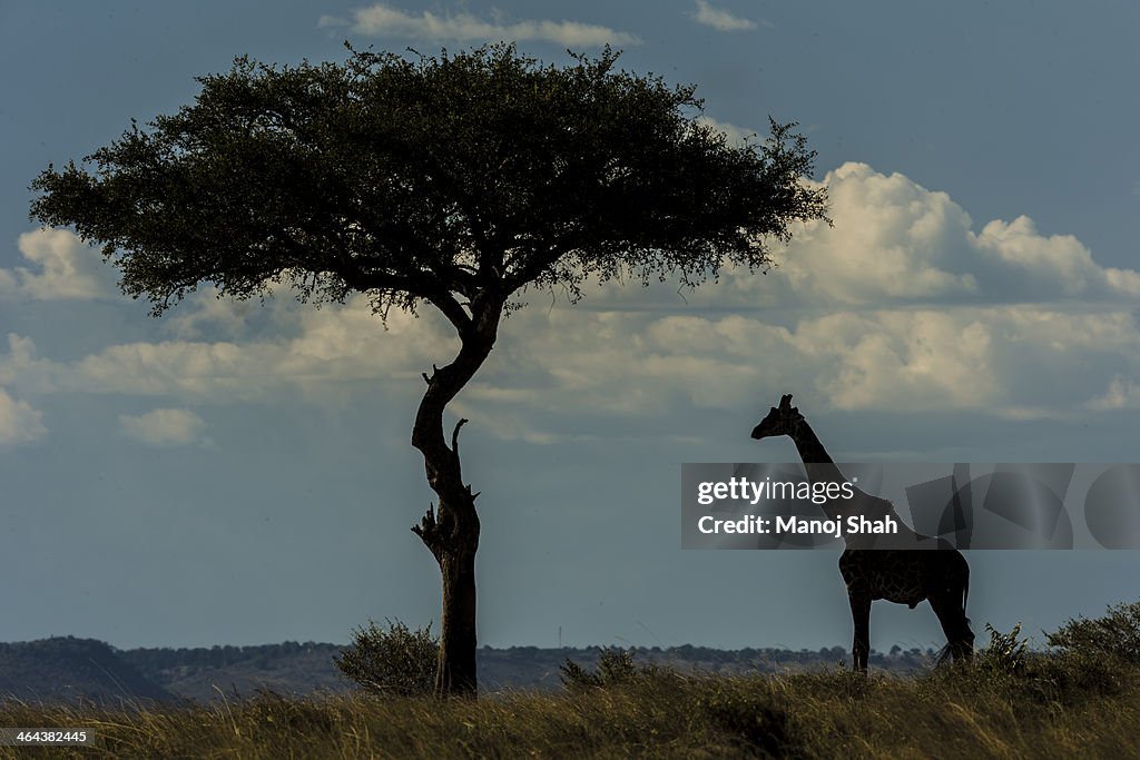 Giraffe standing besides an acacia tree