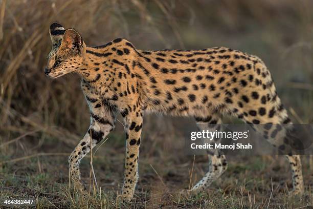 serval cat looking for prey - serval stockfoto's en -beelden