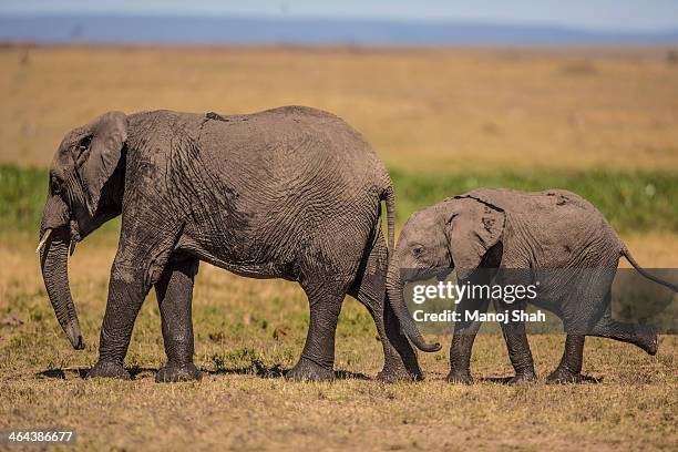 african elephant mother with baby - baby elephant walking photos et images de collection