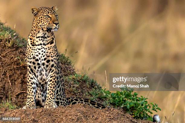 leopard scanning the area - panther sitting stock pictures, royalty-free photos & images
