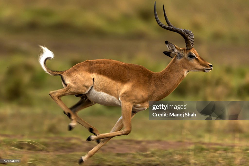 Male impala leader showing off his supremacy