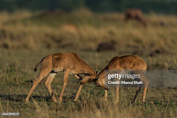 topi calves playing 'head butting' - antelope stock pictures, royalty-free photos & images