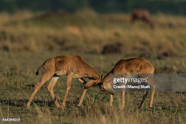 topi calves playing 'head butting' - antilop bildbanksfoton och bilder