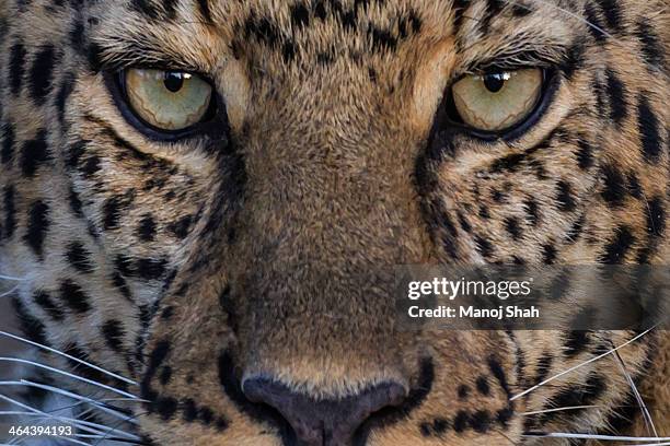 leopard close-up - leopard face stockfoto's en -beelden