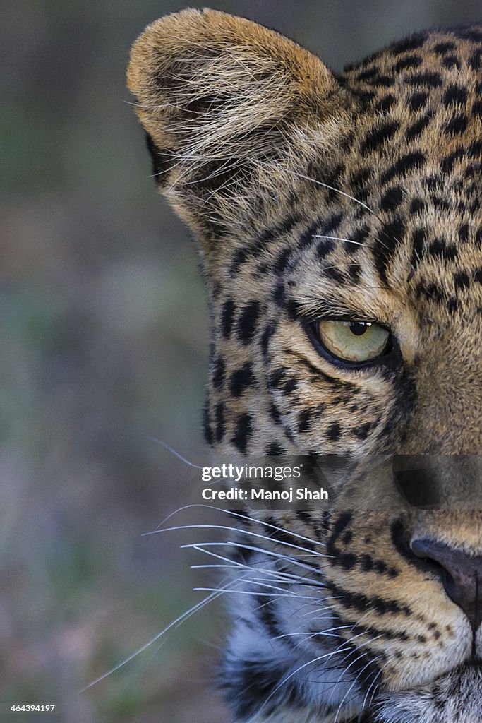 Leopard close-up