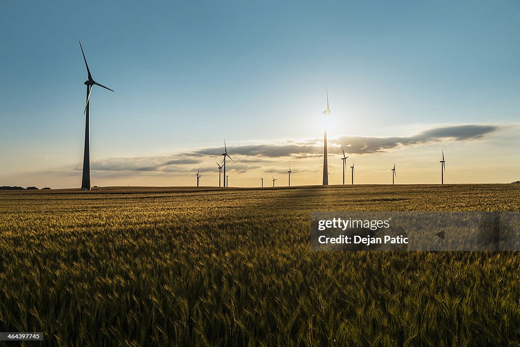 Wind farm in a wheat field in sunset backlight