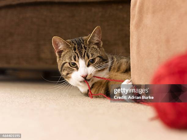 cat playing. - gomitolo di lana foto e immagini stock