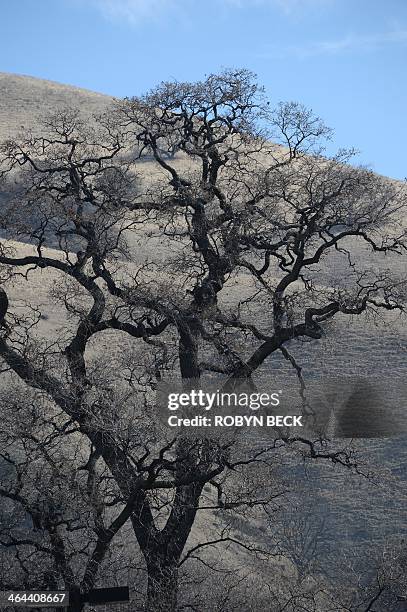 Lebec Tree 94 Tejon Pass Stock Photos, High-Res Pictures, and Images - Getty Images