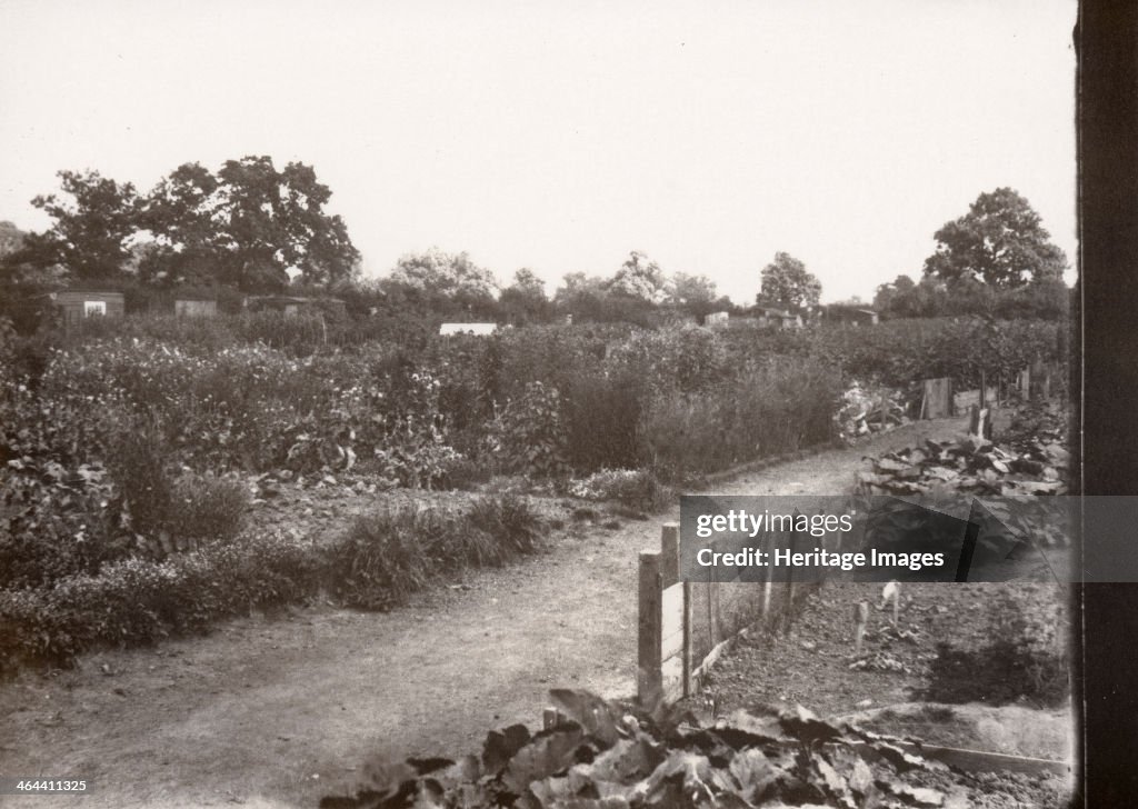 Allotments, showing the path through a number of plots, York,... News ...