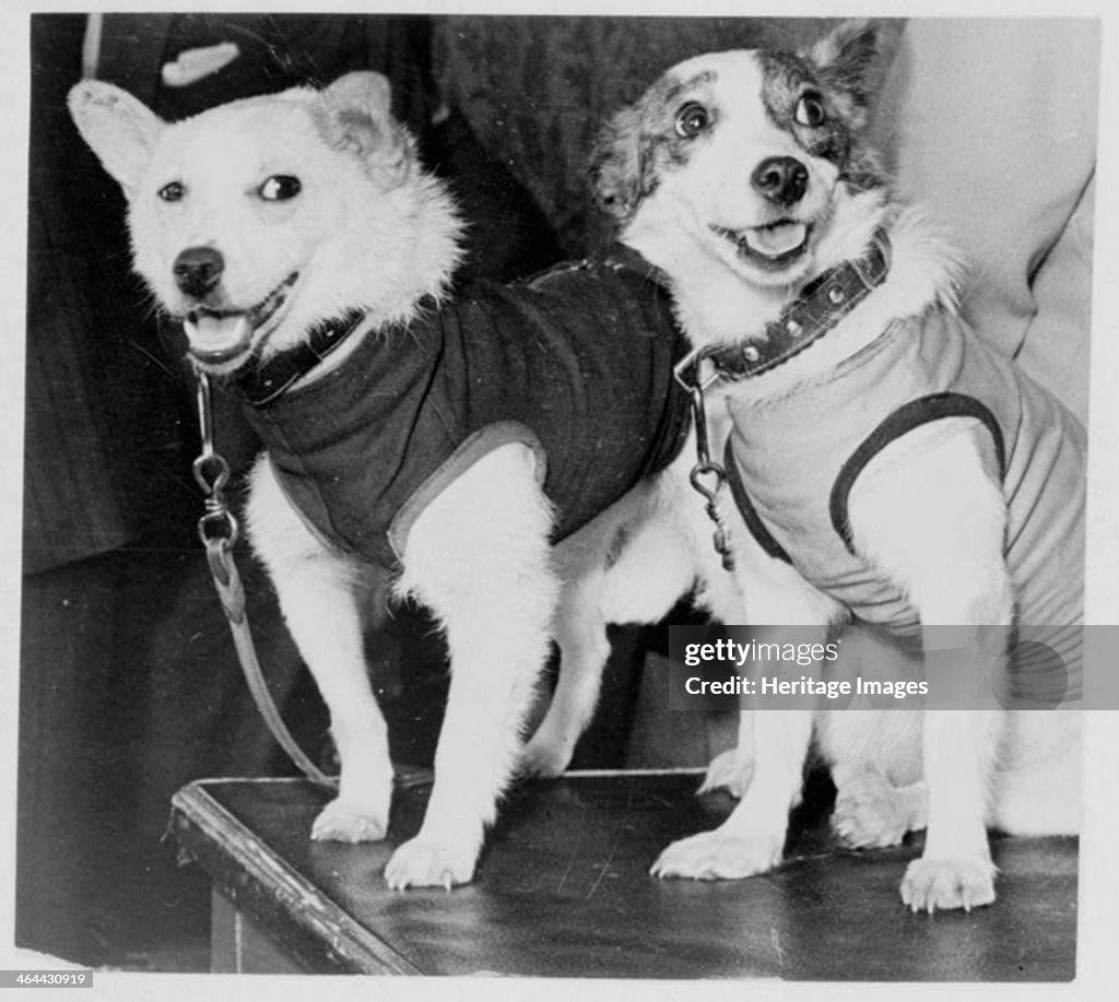 Belka and Strelka, Russian cosmonaut dogs, 1960.