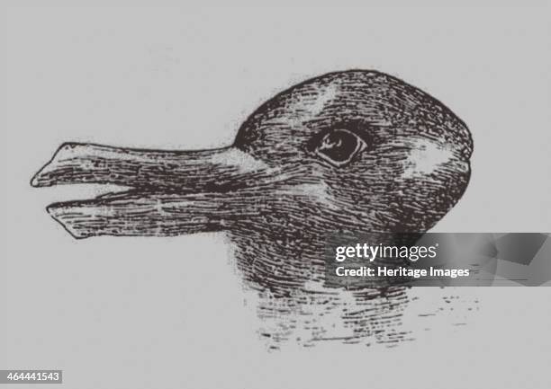 Duck Rabbit Illusion Photos and Premium High Res Pictures - Getty Images