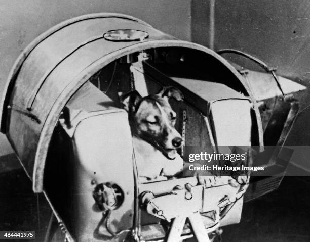 Laika, Russian cosmonaut dog, 1957. Laika was the first animal to orbit the Earth, travelling on board the Sputnik 2 spacraft launched on 3 November...